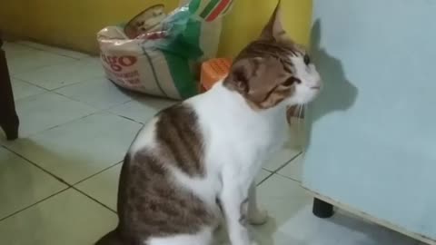 INTELLIGENT CAT