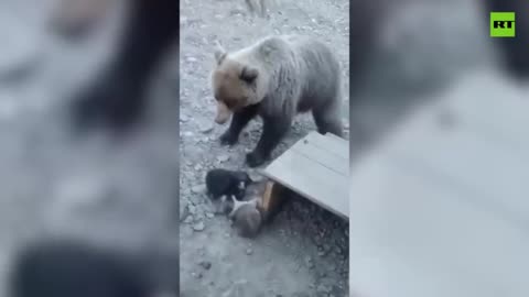 Dogs chase huge bear away from their puppies