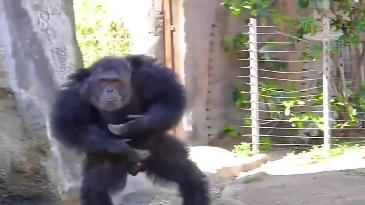 Funny Monkey Videos Monkey will make you laugh Best Funny Animal Videos Compilation Cafa Land #1