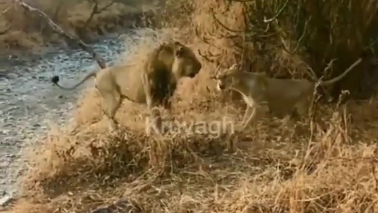 Wildlife in closer view with a natural perspective.