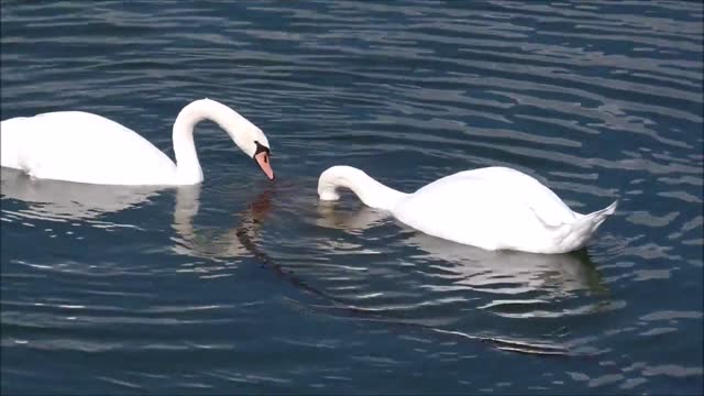 The couple came in search of food