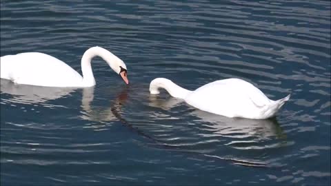 The couple came in search of food