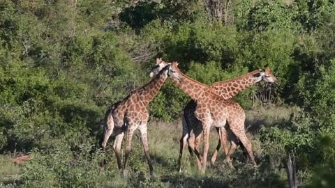 The game of the fawn family