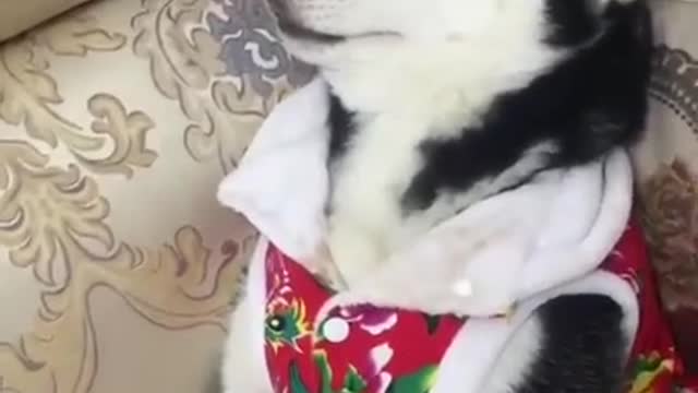 Funny Dog Sleeping Very Funny Sound#Shorts#vairalvideo