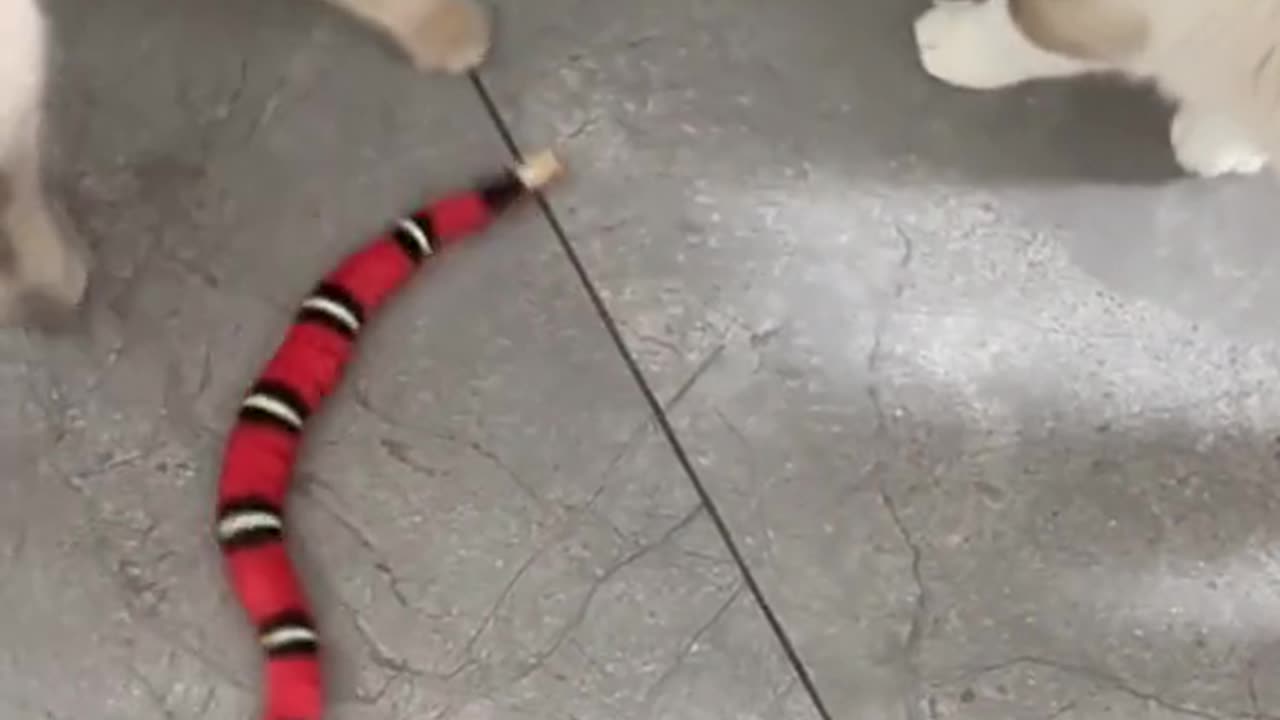 this toy help cats burn energy