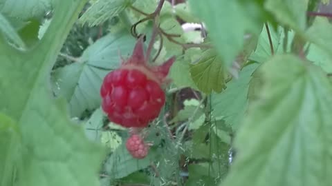 Raspberries