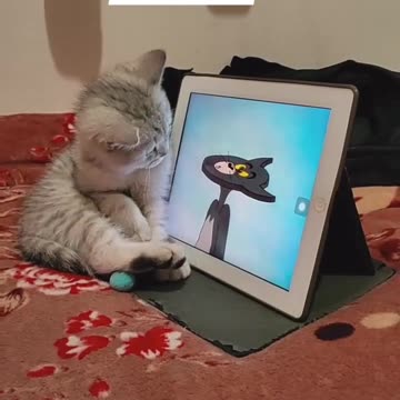 Tom is focused on jerry 🐱🐭