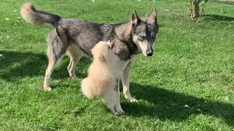 Husky and pomeranian love❤️😅