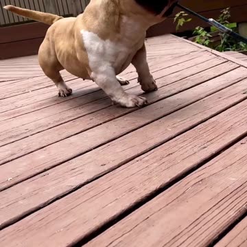 VERY VERY DANGEROUS BULLY