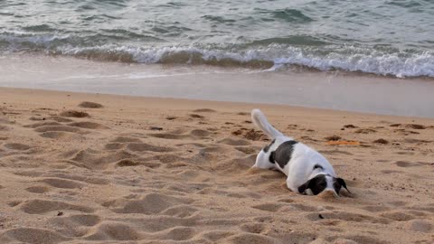 dog funny