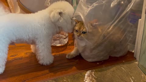 Kitten and puppy are good friends