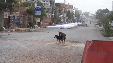 Street dogs Black Labrador and German Shepherd In Early Morning
