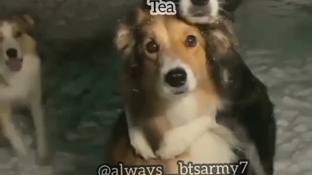 Dog are friends