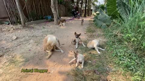 Cute Puppy Play With Sister - Brother - Friendly Pets- Village Dogs