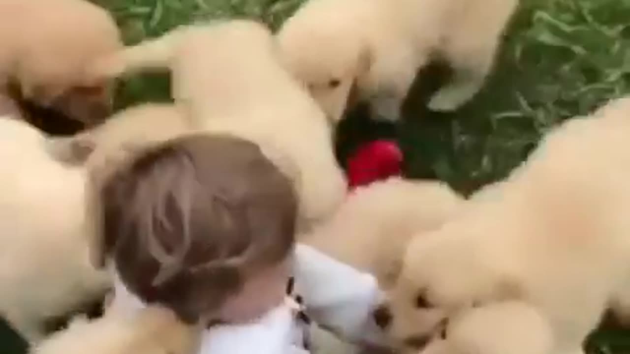 Cute puppies playing with girl