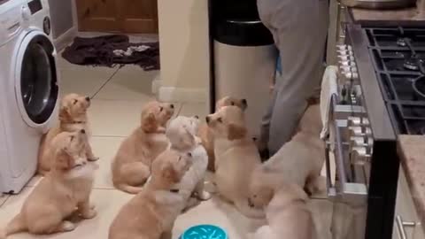 Hilarious hungry golden retriever babies