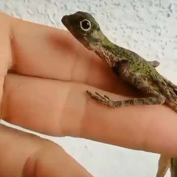 Real life baby dragon?