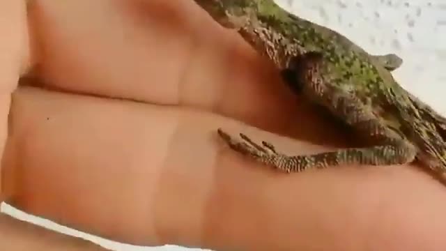 Real life baby dragon?