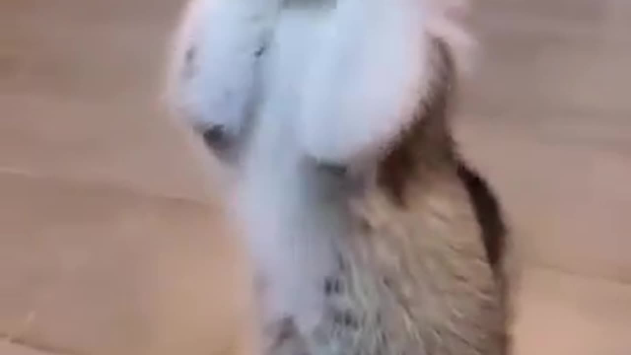 Funnyπ€£ π₯π±πππ₯π₯π₯cat