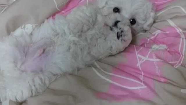baby puppy in bed