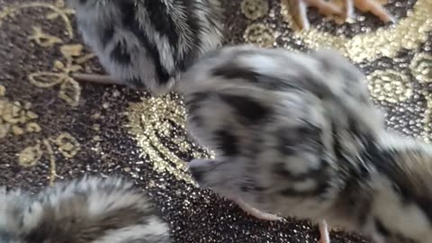 Pheasants 3 days old