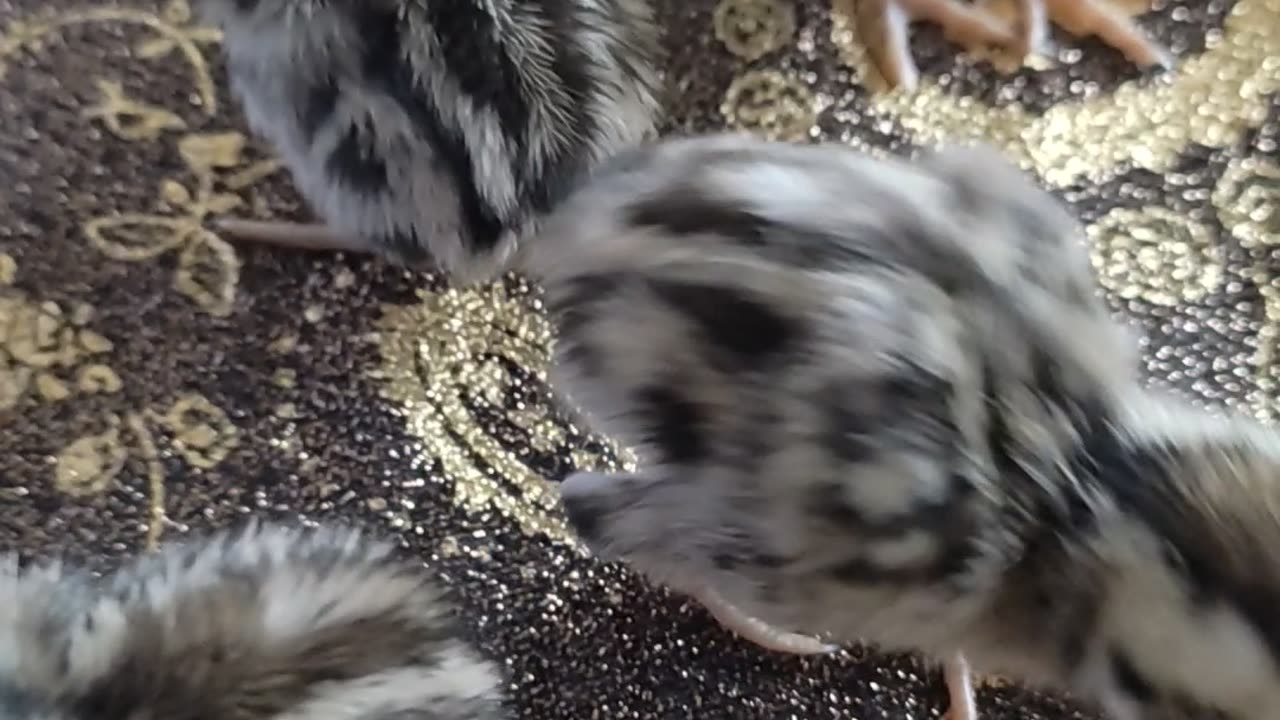 Pheasants 3 days old