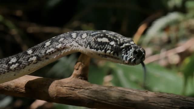 closeup of-snake pit organs eyes and mouth hunting diamond python