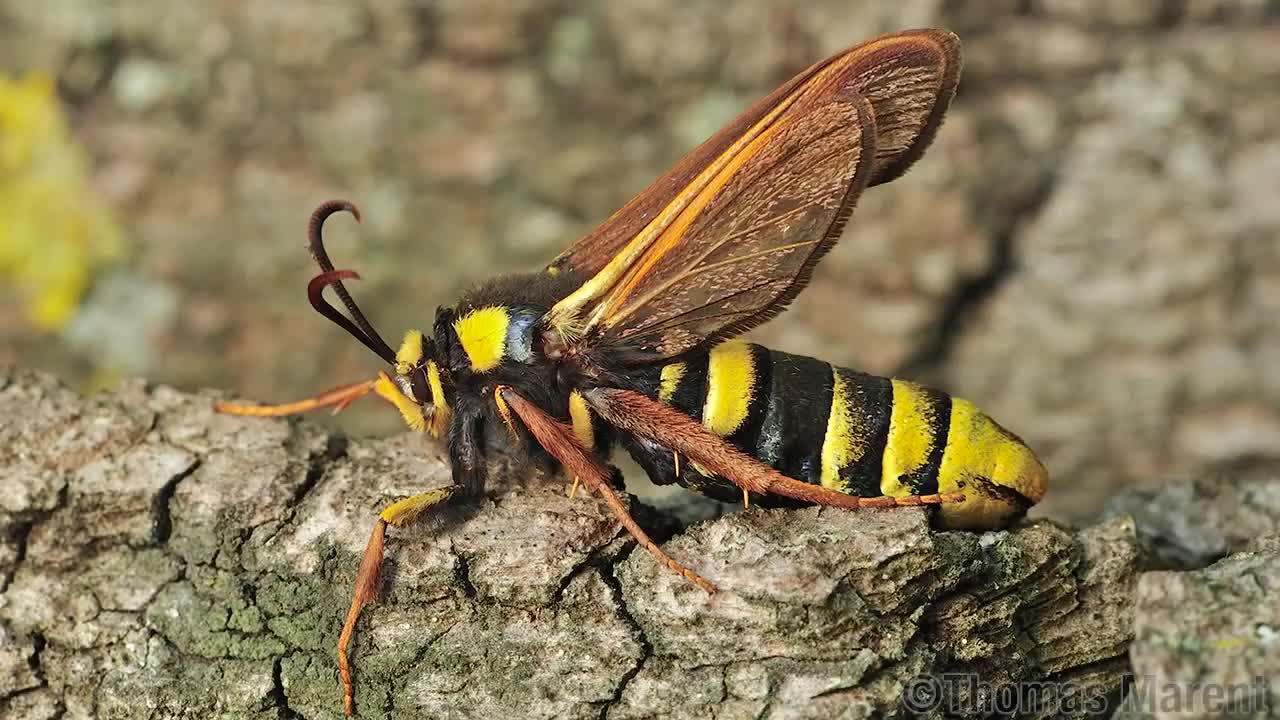 Deception in the Rainforest