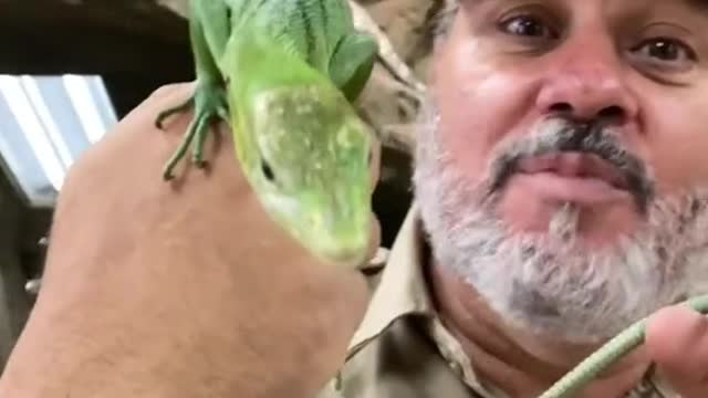 One of the most beautiful tree monitors lizards