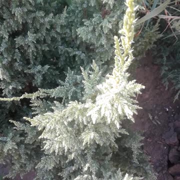 Juniper top view
