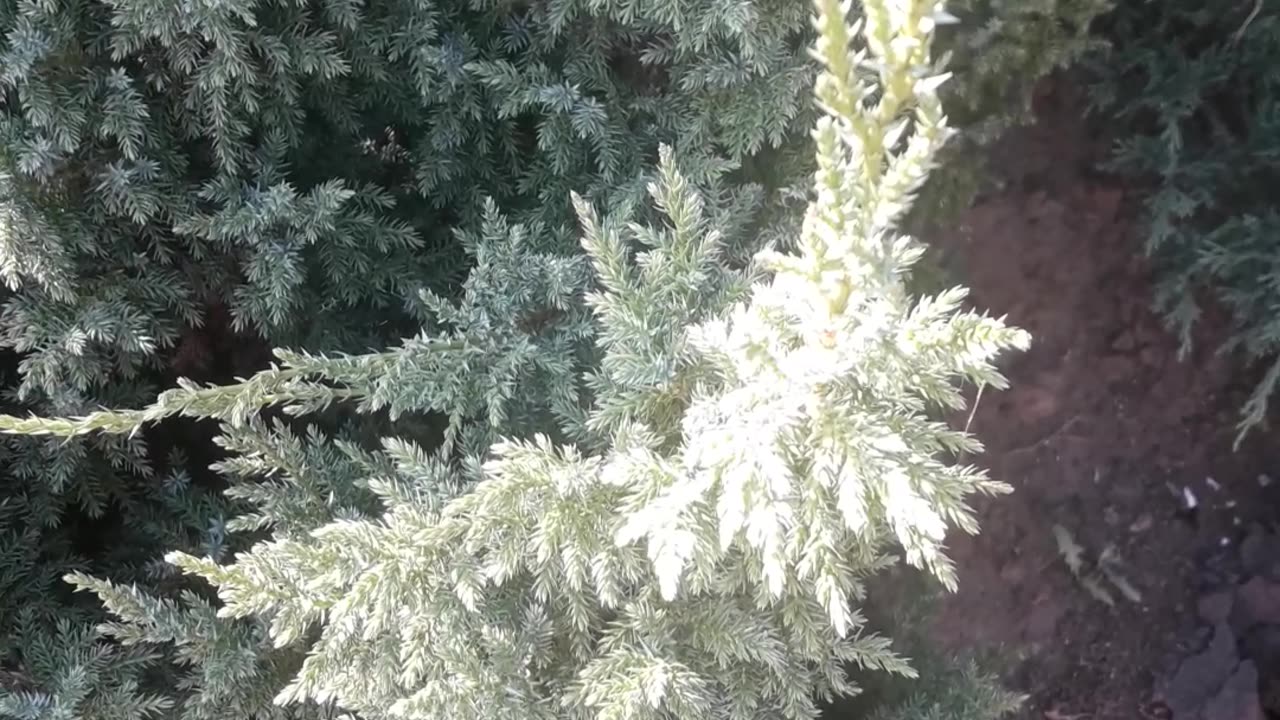 Juniper top view