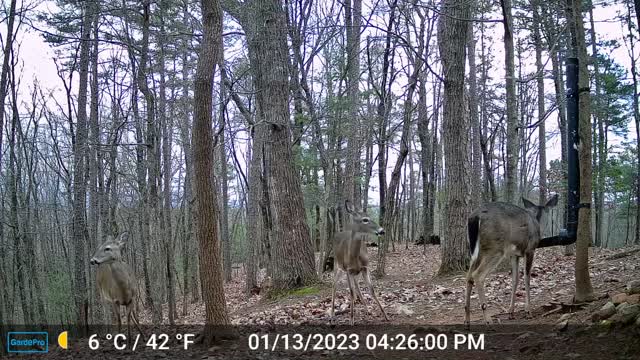 The Woods – 01/14/2023