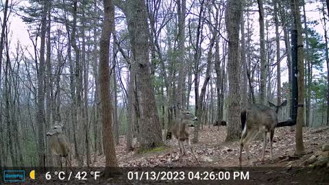The Woods – 01/14/2023