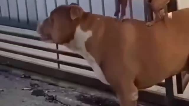 Funniest Videos 🤣 Cute Cats & Funny Dogs 🐶😹