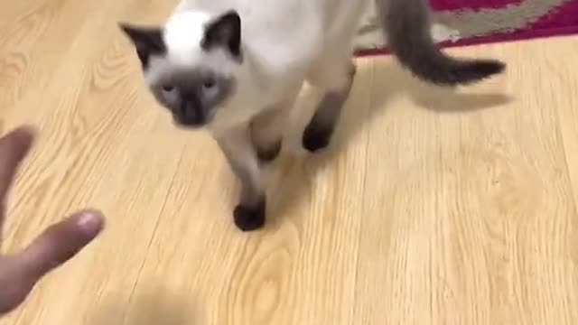 Funny Animal - Funny Cats Funny Animal Video Cute