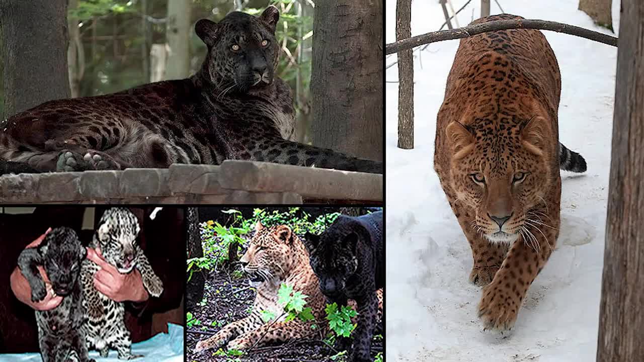 What Happens When Male Jaguar Mate with Female Lion.