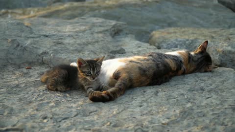 Little cat play her mother