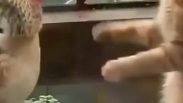 Cute Cat And Hen Funny Fighting