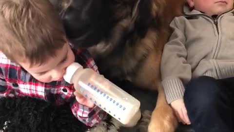 Leonberger Puppy Loves His Babies