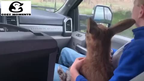 25 ANIMAL RESCUES THAT WILL MAKE YOU CRY! HEARTWARMING VIDEO'S