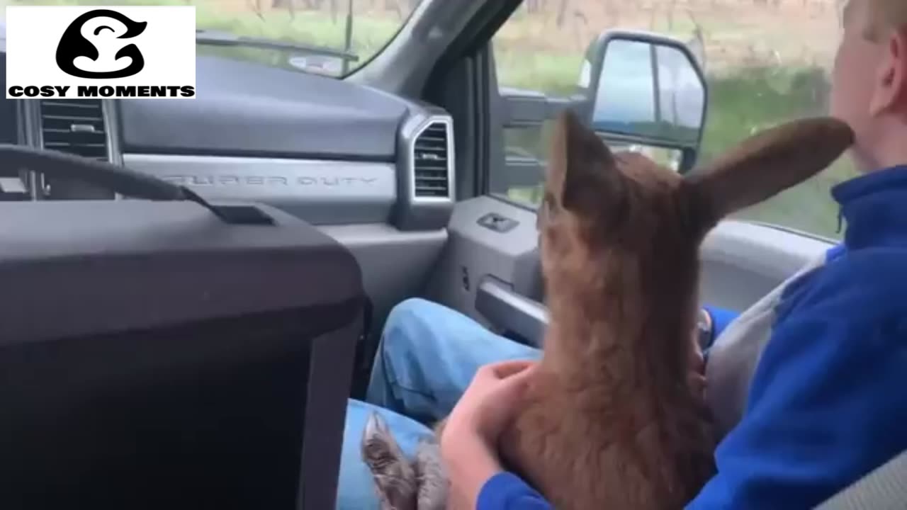 25 ANIMAL RESCUES THAT WILL MAKE YOU CRY! HEARTWARMING VIDEO'S
