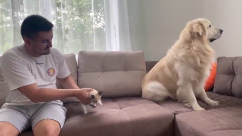 Golden Retriever Meets New Baby Kitten for the First Time!