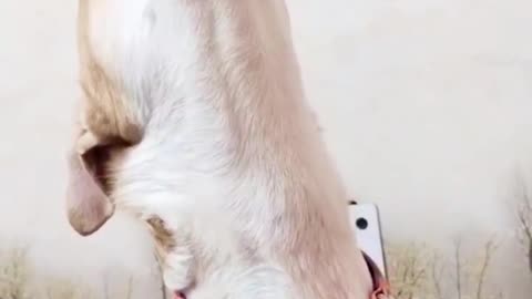 funny dog video