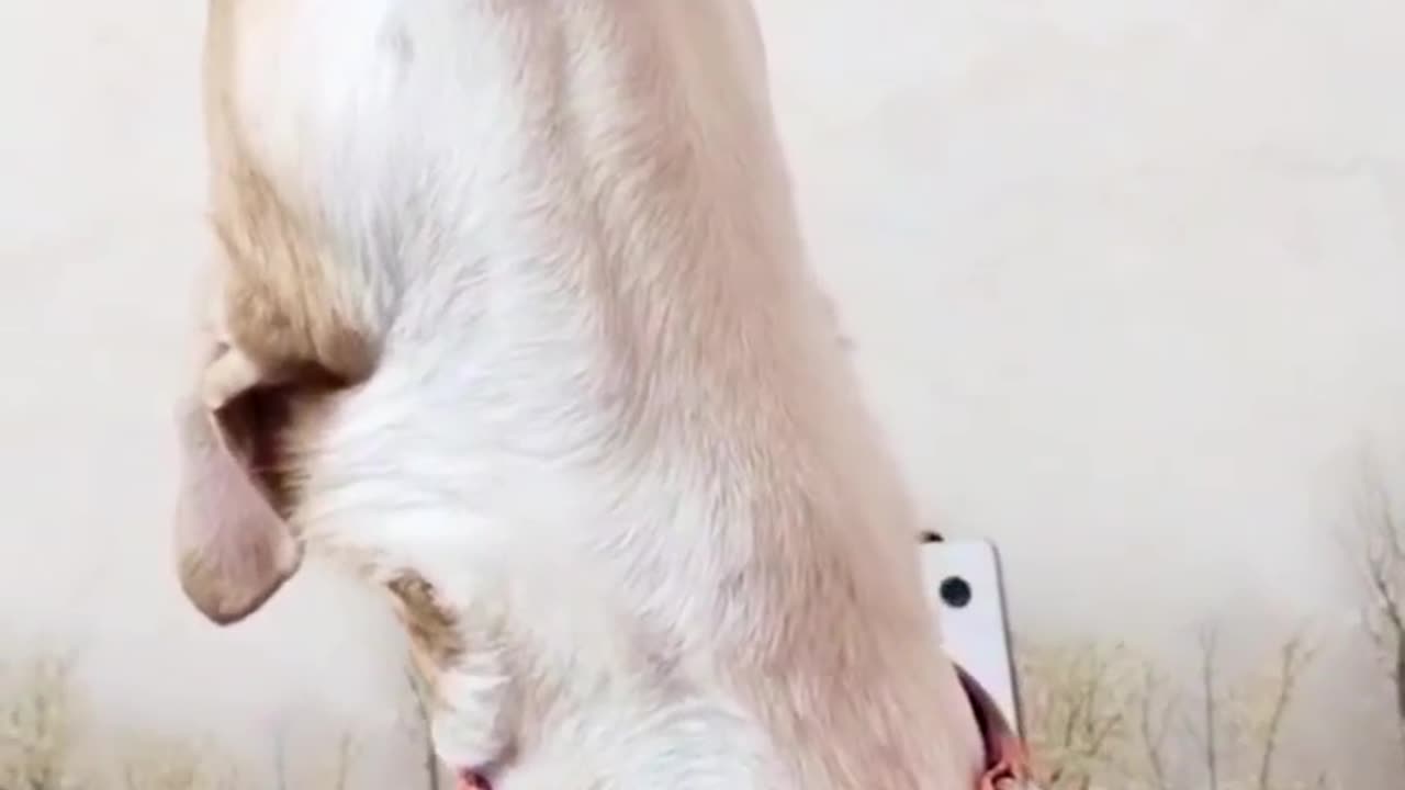 funny dog video