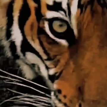 Watch a Majestic Leopard Quench its Thirst at a Waterhole