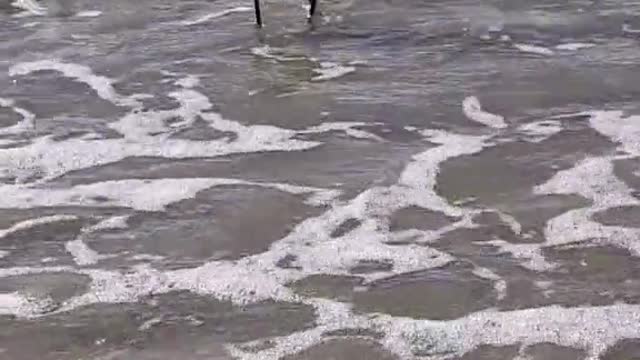 Snowy Egret in the Ocean