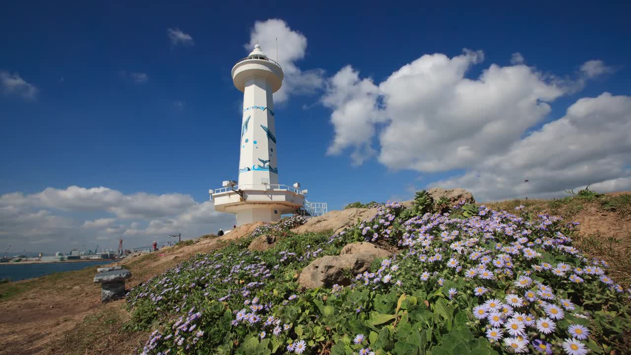 슬도등대 해국