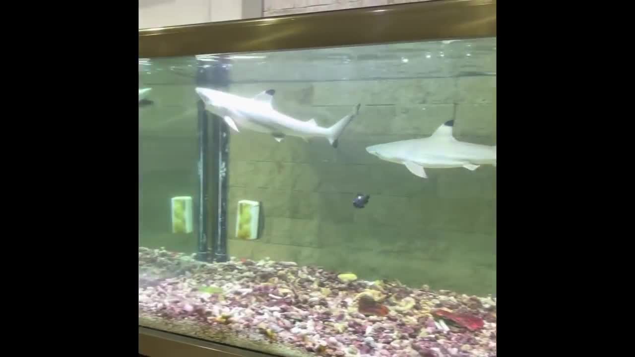 Shark at aquarium eating catfish