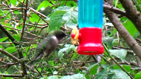 Hummingbird