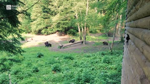 2019 Bear Watching | Brasov, Transylvania, Romania